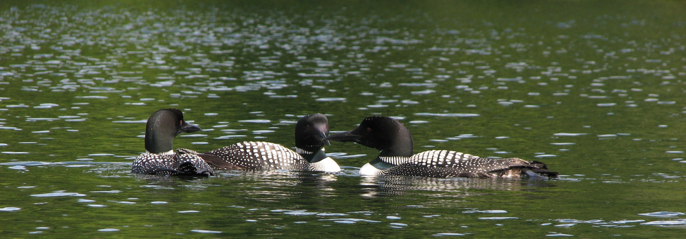 Loons on Perch Pond_Gould